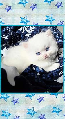 ❤️ ✨️PERSIAN KITTENS✨️ ❤️ - Photo 2