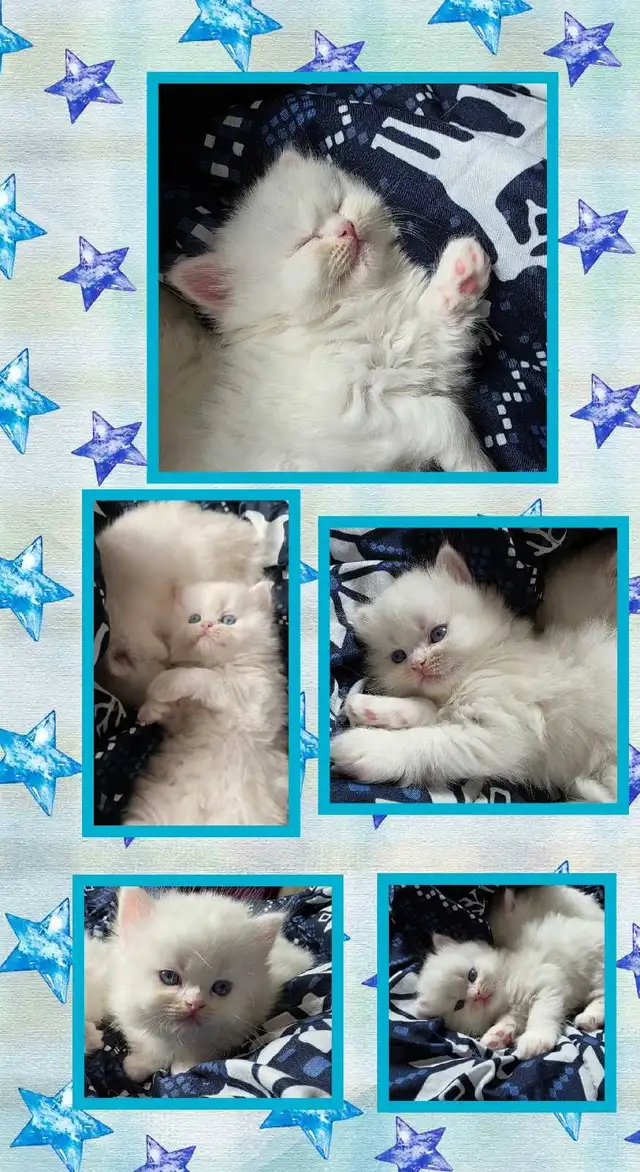 ❤️ ✨️PERSIAN KITTENS✨️ ❤️ - Photo 3