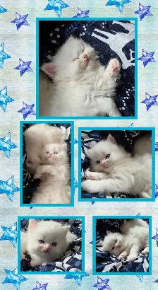 ❤️ ✨️PERSIAN KITTENS✨️ ❤️ - Photo 3