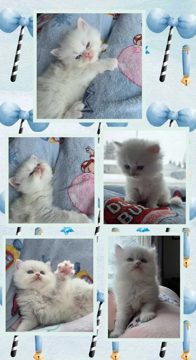 ❤️ ✨️PERSIAN KITTENS✨️ ❤️ - Photo 4