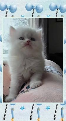 ❤️ ✨️PERSIAN KITTENS✨️ ❤️ - Photo 5