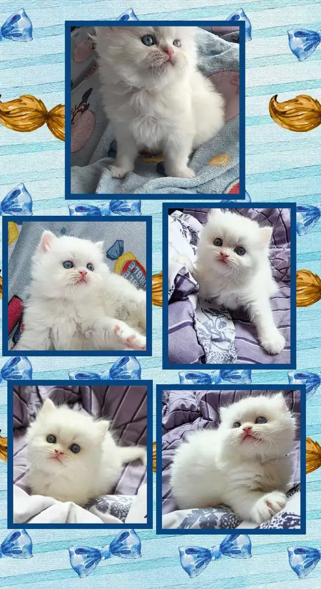 ❤️ ✨️PERSIAN KITTENS✨️ ❤️ - Photo 6