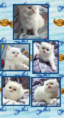 ❤️ ✨️PERSIAN KITTENS✨️ ❤️ - Photo 6