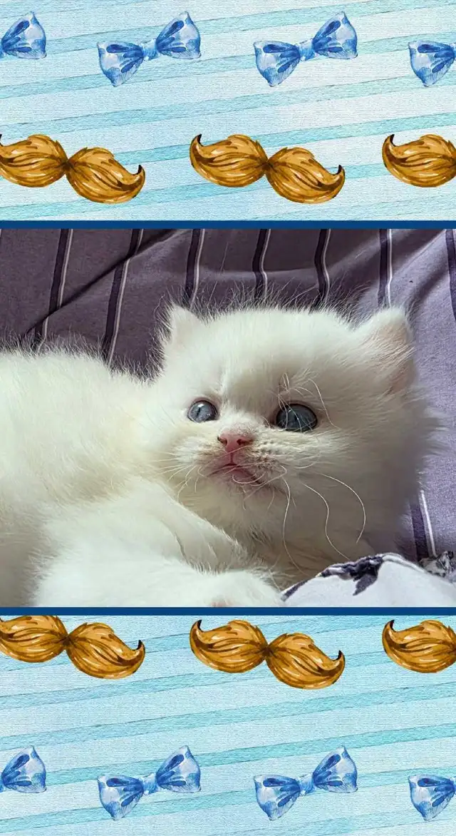 ❤️ ✨️PERSIAN KITTENS✨️ ❤️ - Photo 7