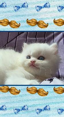 ❤️ ✨️PERSIAN KITTENS✨️ ❤️ - Photo 7