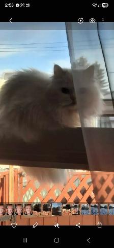 ❤️ ✨️PERSIAN KITTENS✨️ ❤️ - Photo 8