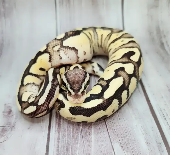 python royal enchi fire pastel