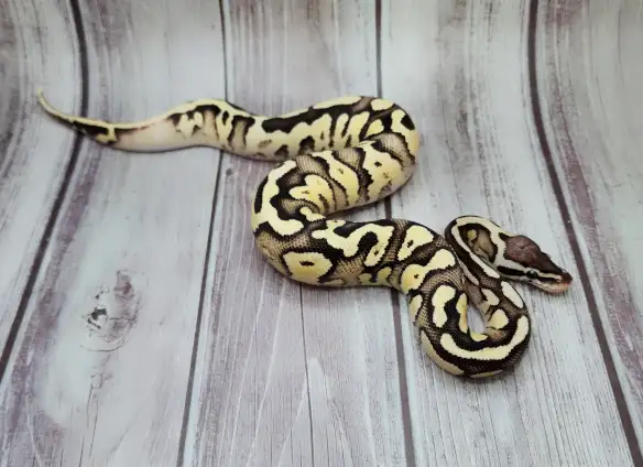 python royal enchi fire pastel - Photo 4
