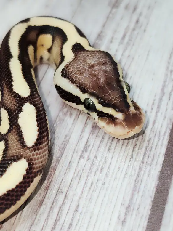 python royal enchi fire pastel - Photo 5
