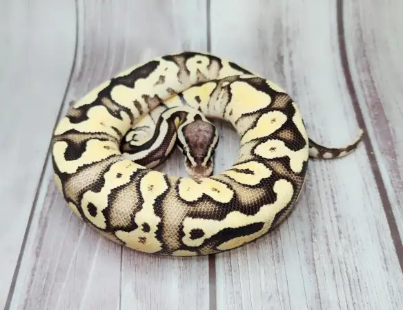 python royal enchi fire pastel - Photo 7