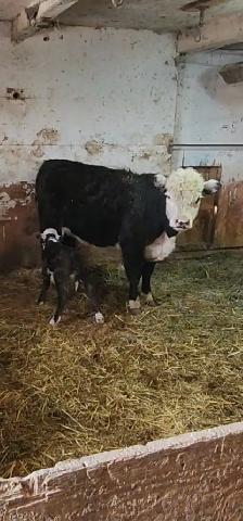 Mini Herford herd dispersal. Mini cows, bulls and heifers