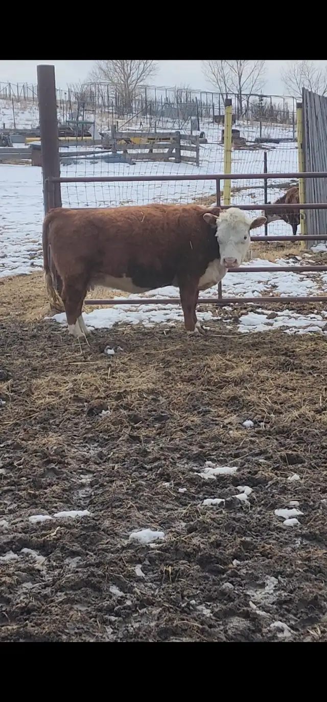 Mini Herford herd dispersal. Mini cows, bulls and heifers - Photo 2
