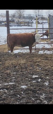 Mini Herford herd dispersal. Mini cows, bulls and heifers - Photo 2