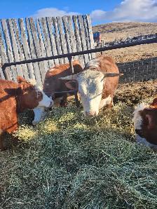 Mini Herford herd dispersal. Mini cows, bulls and heifers - Photo 3