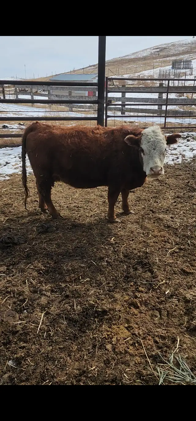 Mini Herford herd dispersal. Mini cows, bulls and heifers - Photo 4