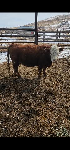 Mini Herford herd dispersal. Mini cows, bulls and heifers - Photo 4