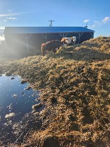Mini Herford herd dispersal. Mini cows, bulls and heifers - Photo 5