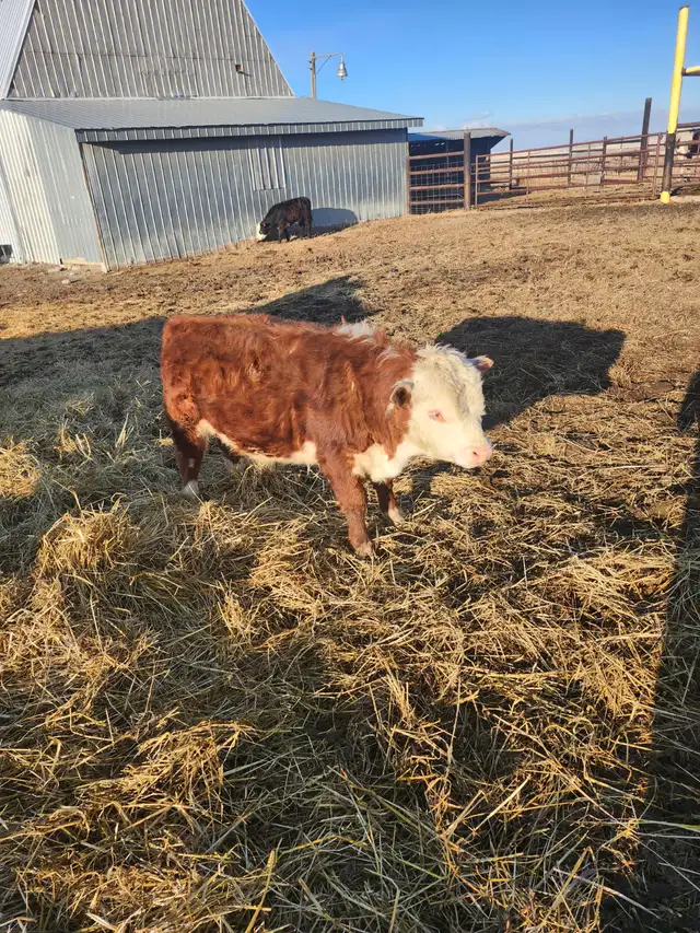 Mini Herford herd dispersal. Mini cows, bulls and heifers - Photo 6