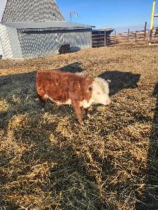 Mini Herford herd dispersal. Mini cows, bulls and heifers - Photo 6