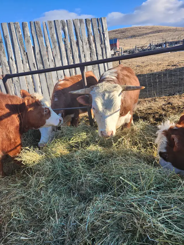 Mini Herford herd dispersal. Mini cows, bulls and heifers - Photo 7