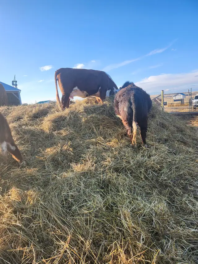 Mini Herford herd dispersal. Mini cows, bulls and heifers - Photo 8