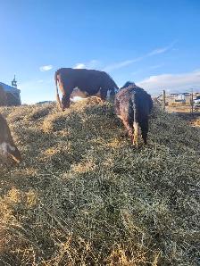 Mini Herford herd dispersal. Mini cows, bulls and heifers - Photo 8