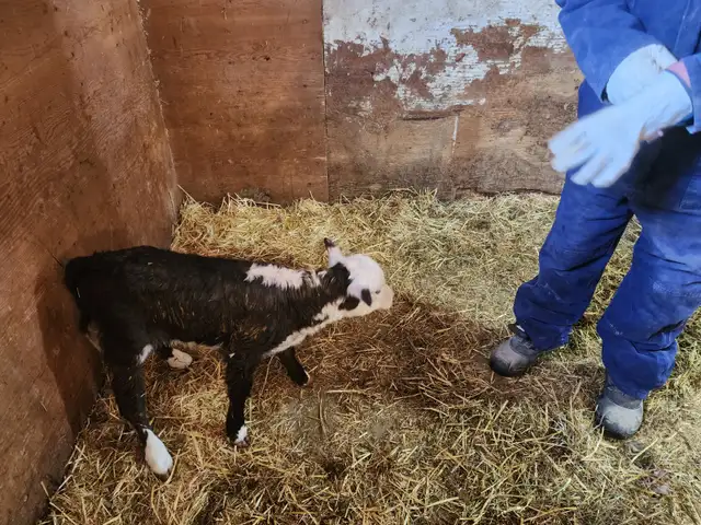 Mini Herford herd dispersal. Mini cows, bulls and heifers - Photo 9