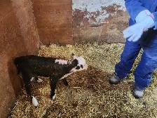 Mini Herford herd dispersal. Mini cows, bulls and heifers - Photo 9