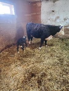 Mini Herford herd dispersal. Mini cows, bulls and heifers - Photo 10