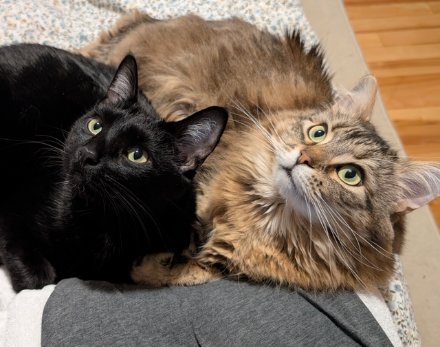 Two cuddly cats with all amenities need a home!