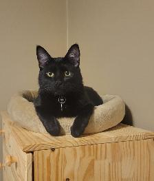 Two cuddly cats with all amenities need a home! - Photo 2