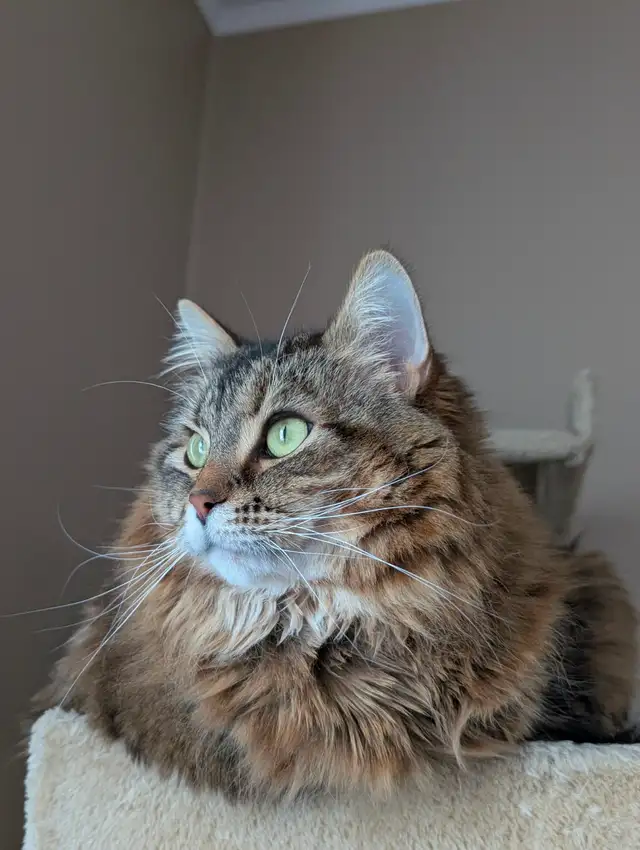 Two cuddly cats with all amenities need a home! - Photo 3