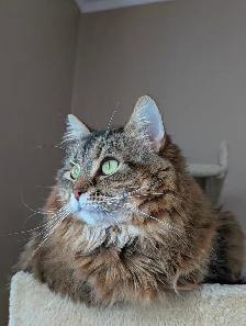 Two cuddly cats with all amenities need a home! - Photo 3