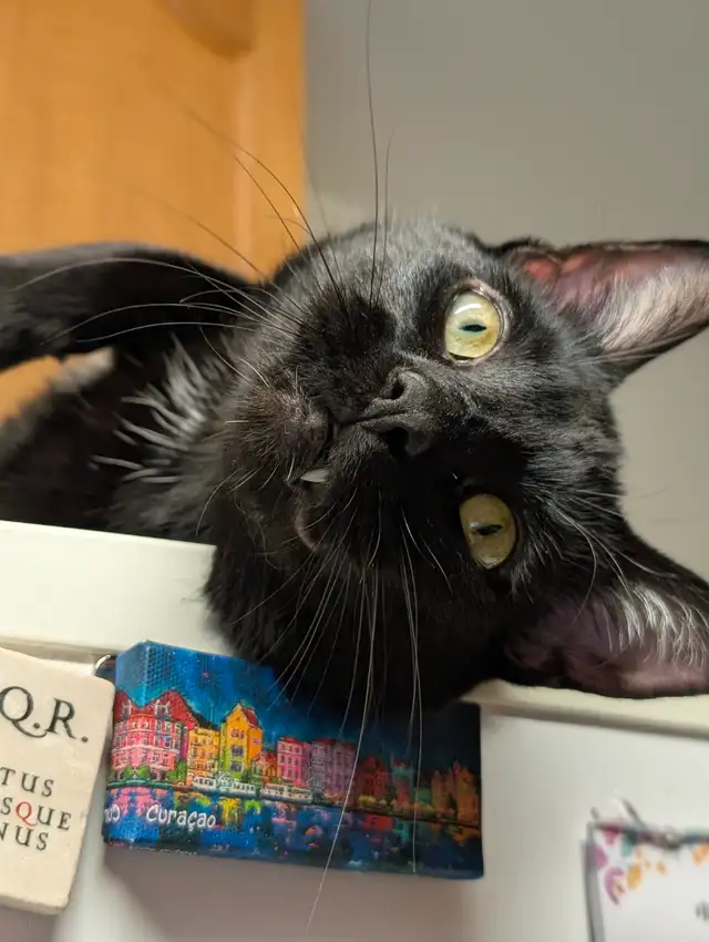 Two cuddly cats with all amenities need a home! - Photo 4