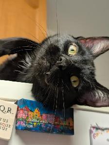 Two cuddly cats with all amenities need a home! - Photo 4