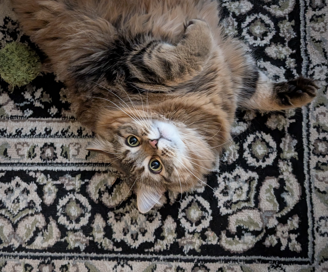 Two cuddly cats with all amenities need a home! - Photo 5