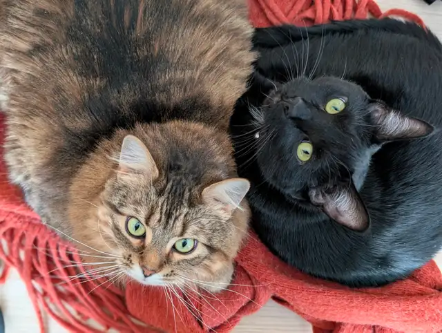 Two cuddly cats with all amenities need a home! - Photo 6