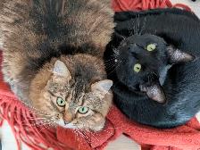 Two cuddly cats with all amenities need a home! - Photo 6