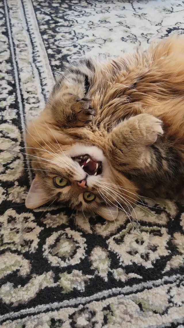 Two cuddly cats with all amenities need a home! - Photo 7