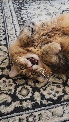 Two cuddly cats with all amenities need a home! - Photo 7