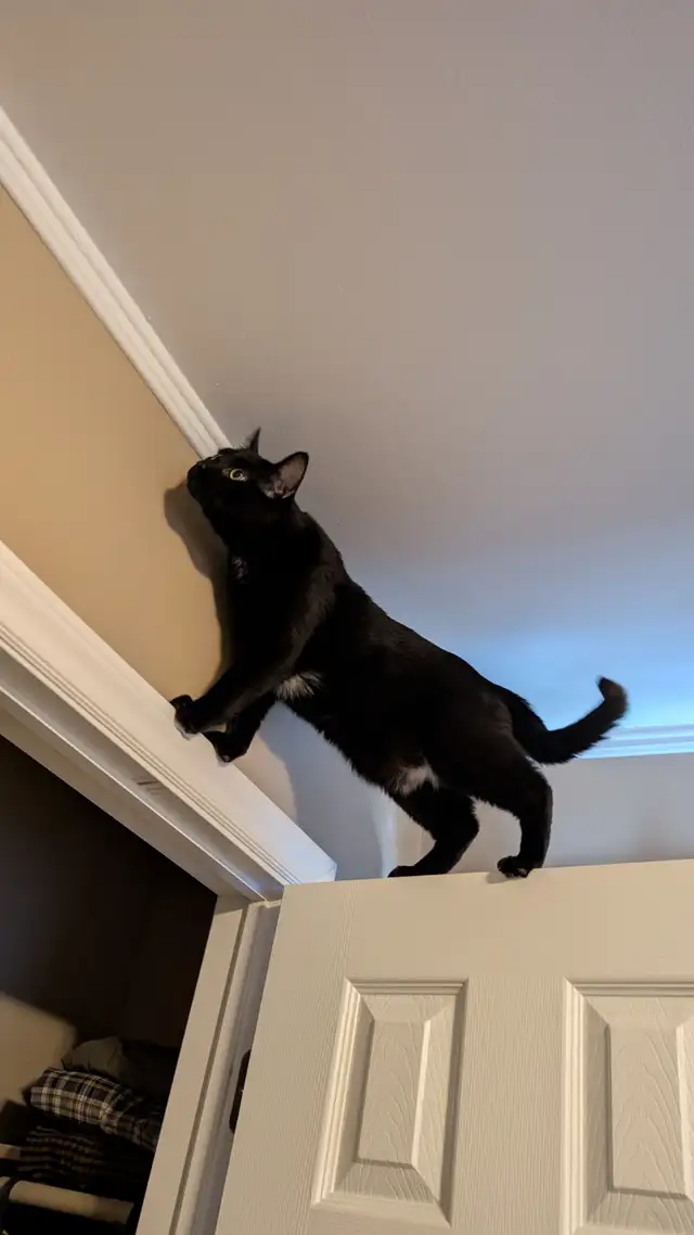 Two cuddly cats with all amenities need a home! - Photo 8