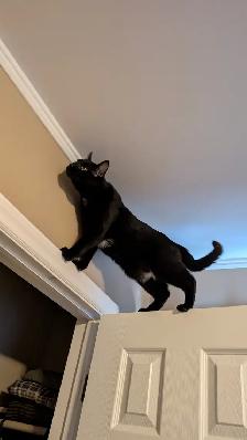 Two cuddly cats with all amenities need a home! - Photo 8