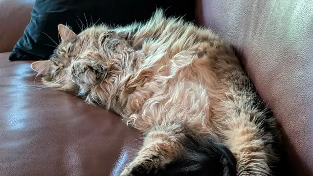 Two cuddly cats with all amenities need a home! - Photo 9