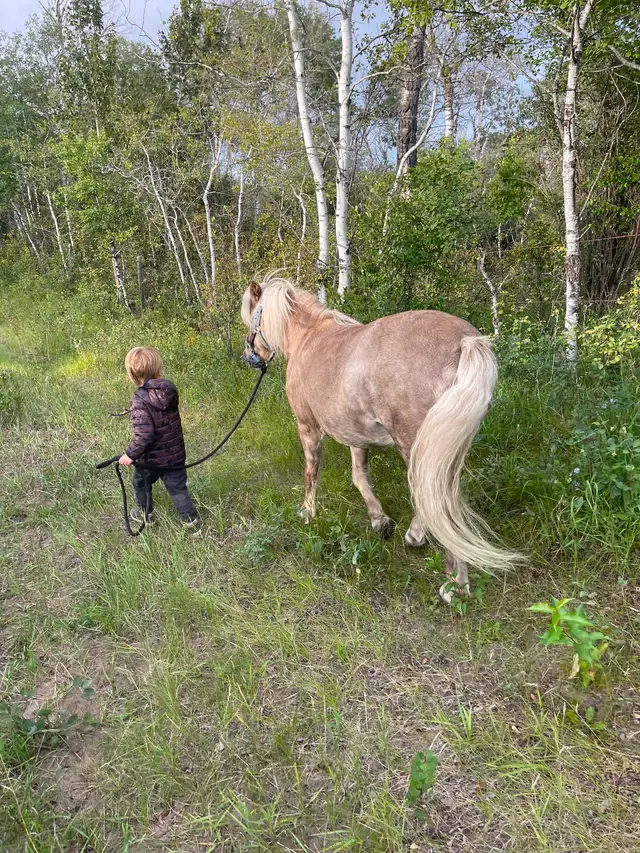 2 Shetland ponies for sale- must go together!