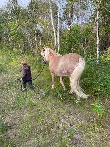 2 Shetland ponies for sale- must go together!