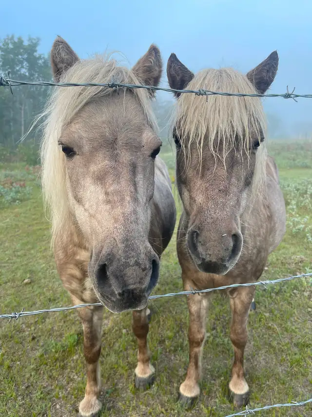 2 Shetland ponies for sale- must go together! - Photo 2