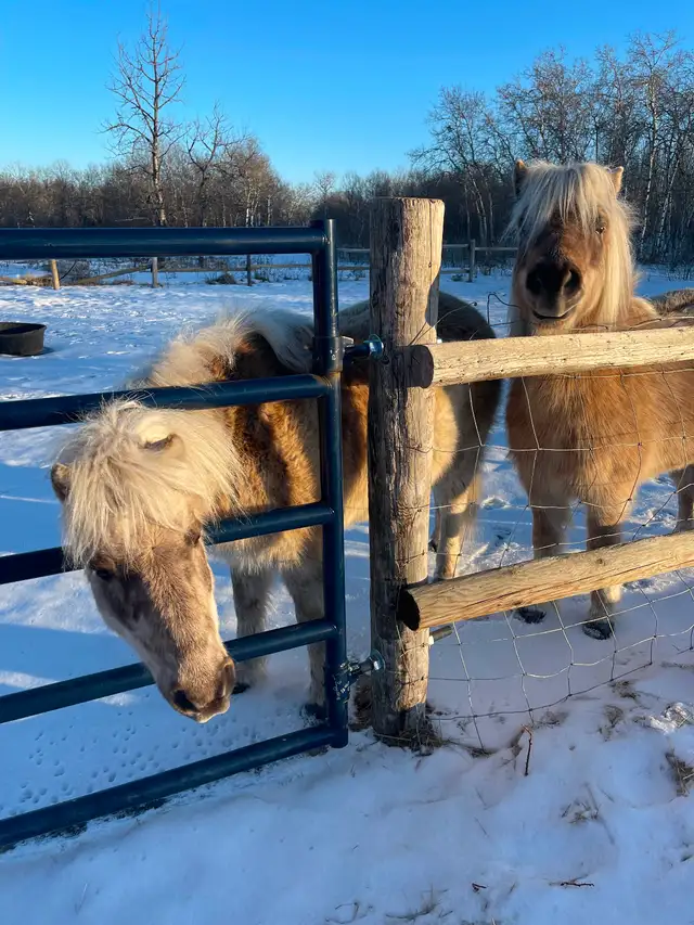 2 Shetland ponies for sale- must go together! - Photo 3