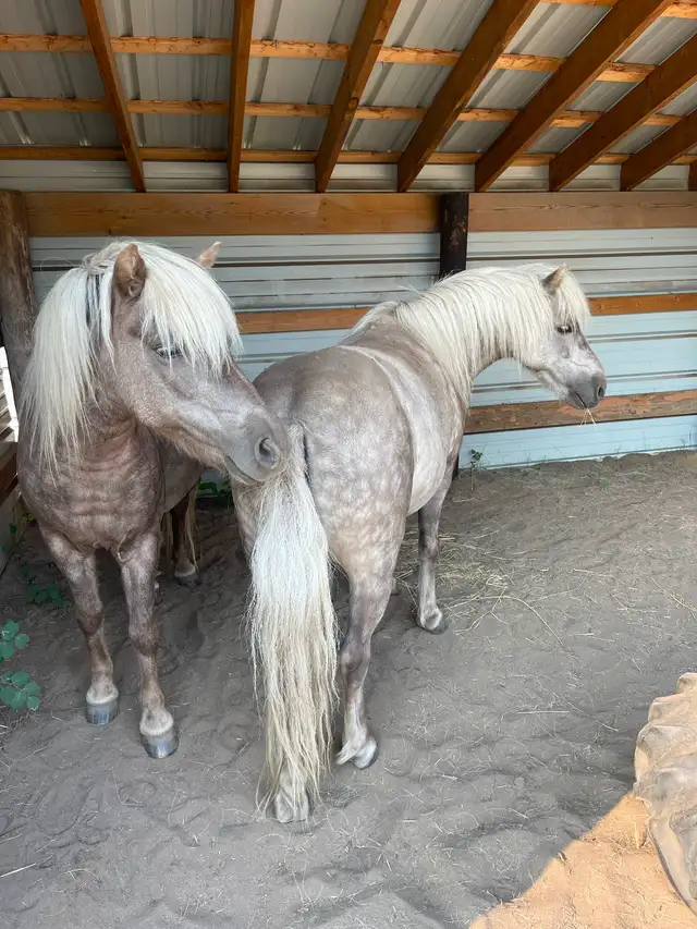 2 Shetland ponies for sale- must go together! - Photo 4