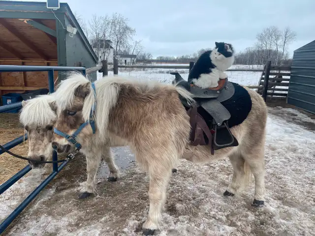 2 Shetland ponies for sale- must go together! - Photo 5
