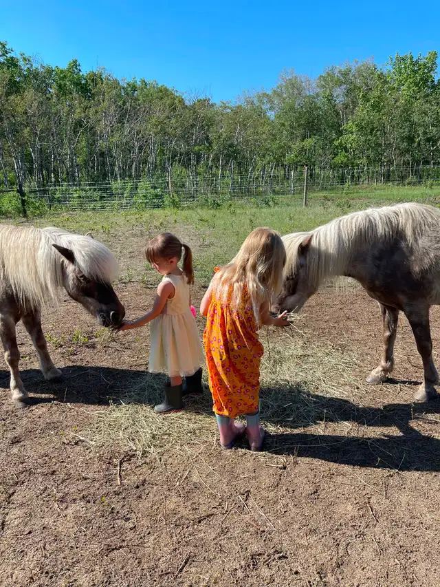 2 Shetland ponies for sale- must go together! - Photo 6